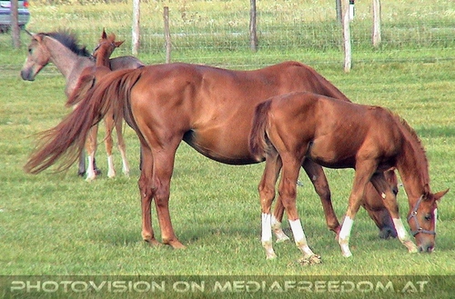 Kaiserliches Fest 12