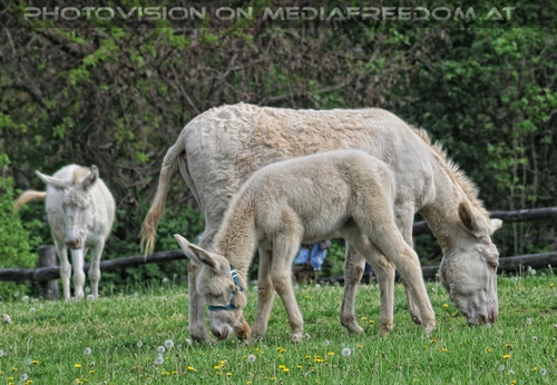 Wei�e Eselfamilie