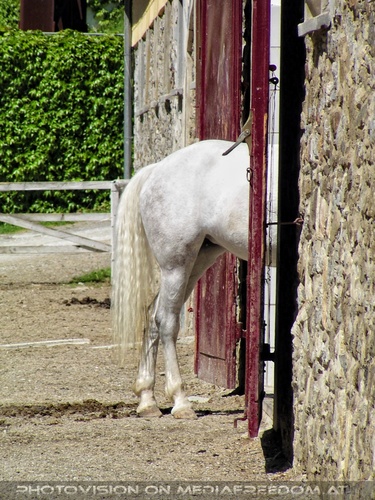 Im Lipizzanergest�t 05