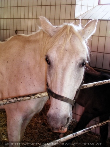 Im Lipizzanergest�t 07