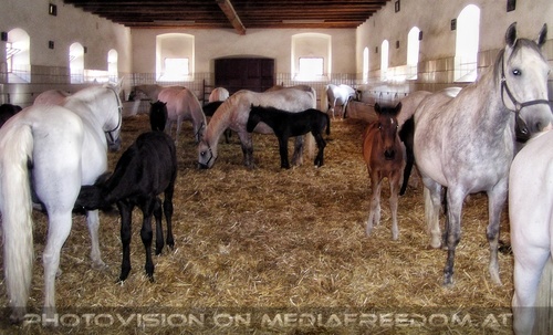 Im Lipizzanergest�t 08