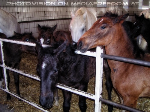 Im Lipizzanergest�t 11