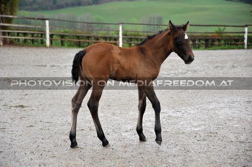 Club der Freunde des Lipizzanergest�ts 36