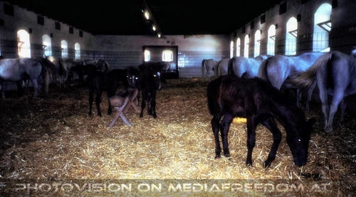 Das Lipizzaner Gest�t 03 - Stuten mit Fohlen