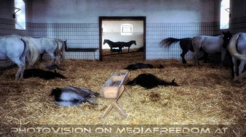 Das Gest�t Lipizzaner 04 - Stuten mit Fohlen