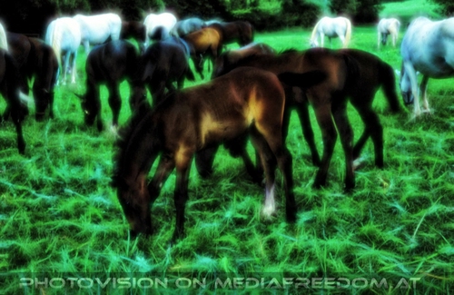 Auf der Lipizzaner Weide 09