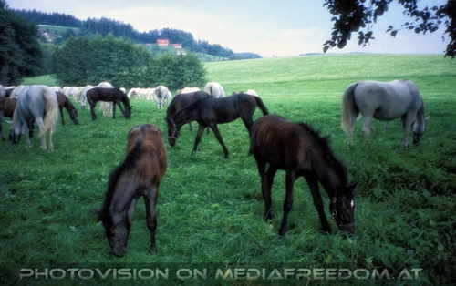 Auf der Lipizzaner Weide 10