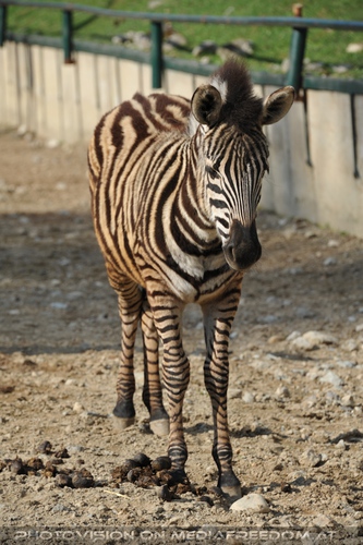Kleines Zebra