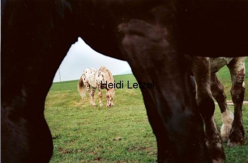 Pferd gerahmt: Linus