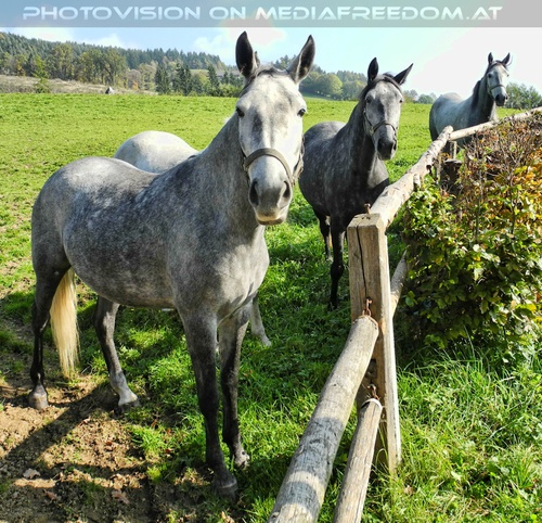 Lipizzaner Begr��ung