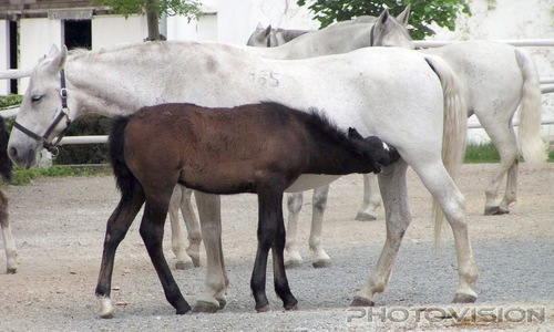 Fohlentr�nke: Lipizzaner
