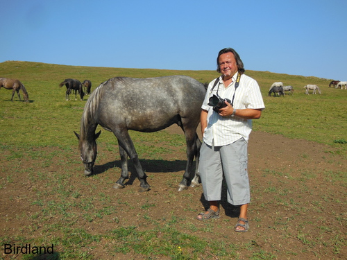 Lipizzaner auf der Alm