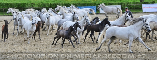 Die Pr�sentation 19: Lipizzaner Fohlen