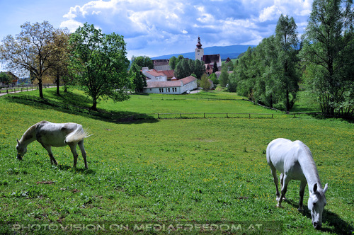 Lipizzaner Heimat 06