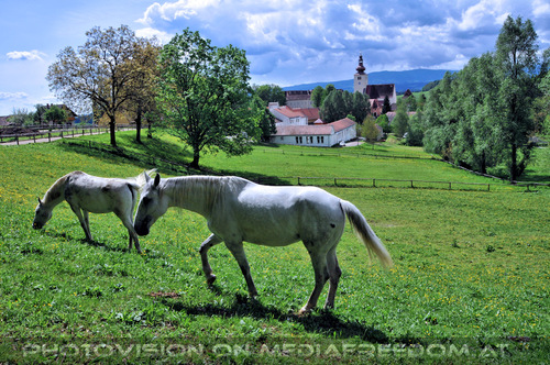 Lipizzaner Heimat 08