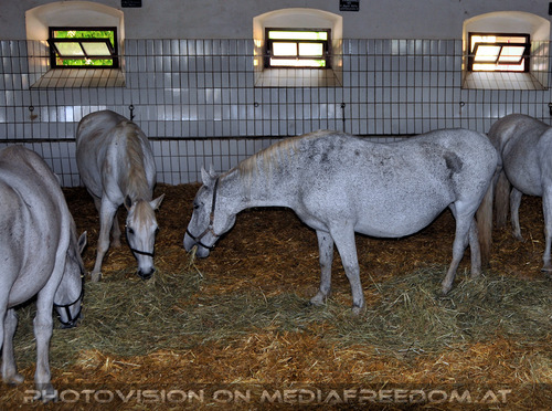 Lipizzaner Heimat 11