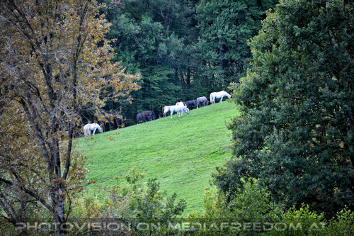 Lipizzaner Heimat 12
