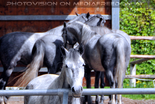 Lipizzaner Heimat 15