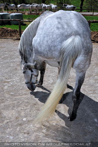 Lipizzaner Heimat 18