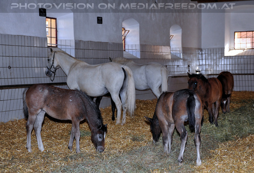 Lipizzaner Heimat 67