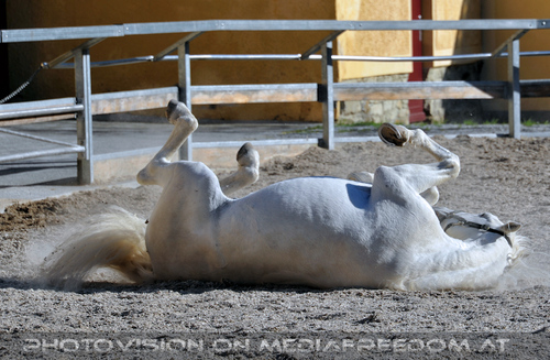 Lipizzaner Heimat 91