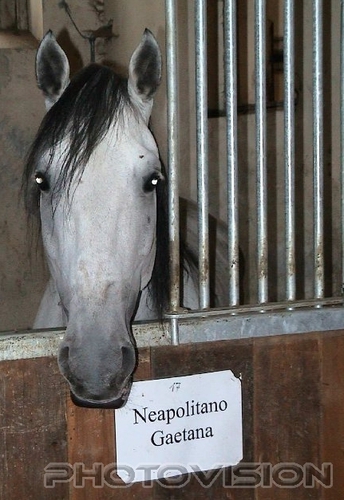 Lass mich raus: Lipizzaner