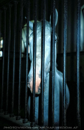 Lipizzaner Sommerquartier 1