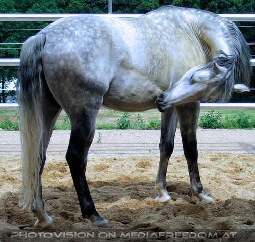 Lipizzaner Sommerquartier 11
