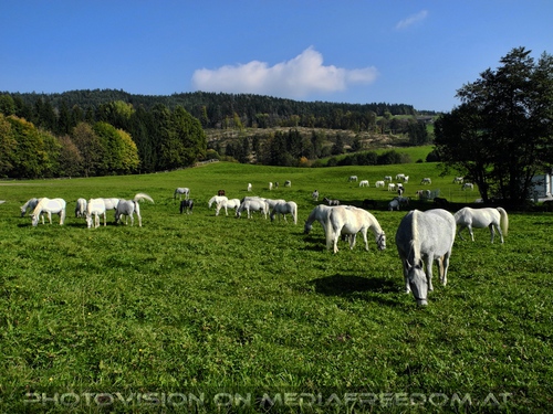 Lipizzaner Stuten mit Fohlen