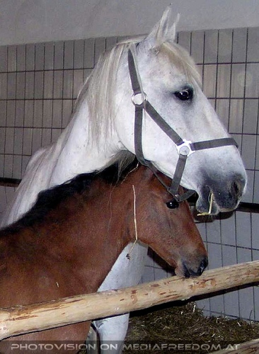 Lipizzanergest�t 07