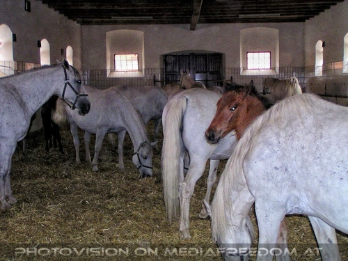Lipizzanergest�t 08