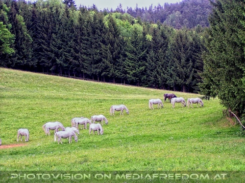 Lipizzanergest�t 14