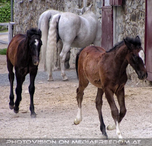 Lipizzanergest�t 19