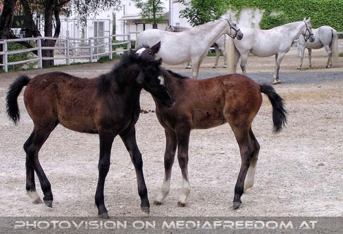 Lipizzanergest�t 20