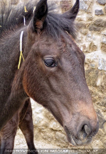 Lipizzanergest�t 21