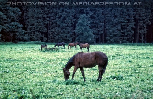 Malerische Pferdeherde