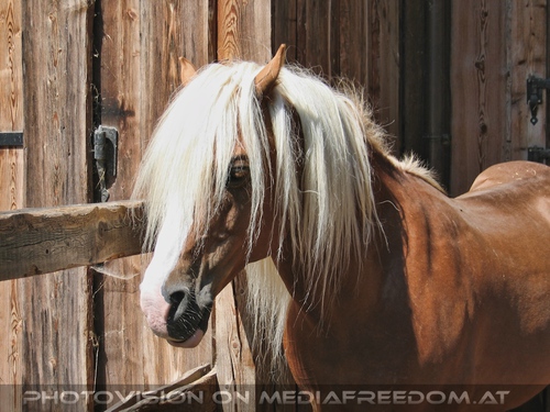 Mit wei�er M�hne