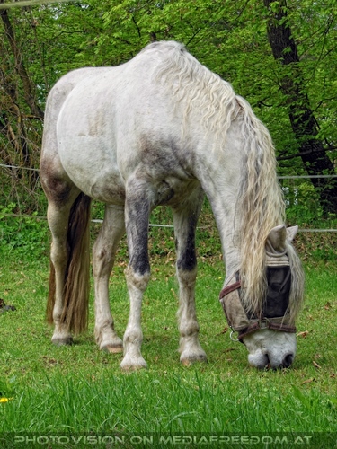 Historisches Burgtreiben 01