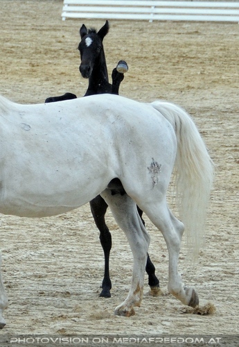 Die Pr�sentationen 17