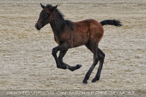 Die Pr�sentationen 20