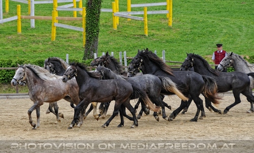 Die Pr�sentationen 29