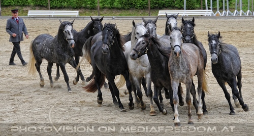 Die Pr�sentationen 30