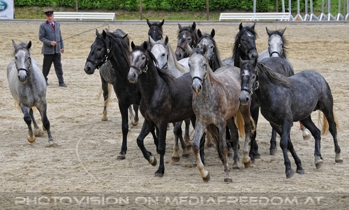 Die Pr�sentationen 31