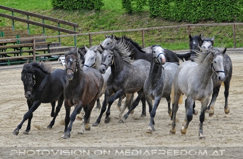 Die Pr�sentationen 34