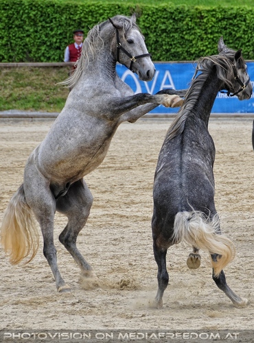 Die Pr�sentationen 36