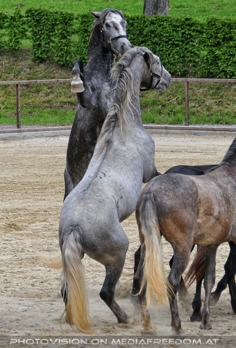 Die Pr�sentationen 37