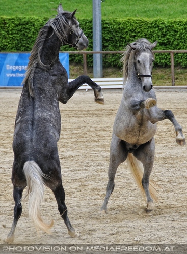 Die Pr�sentationen 39