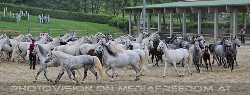 Die Pr�sentationen 57