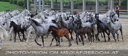 Die Pr�sentationen 58