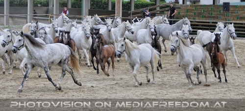 Die Pr�sentationen 60